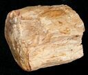 Polished Petrified Wood Limb - Madagascar #17175-1